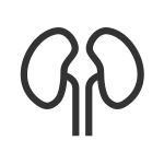 Kidneys SVG Icon